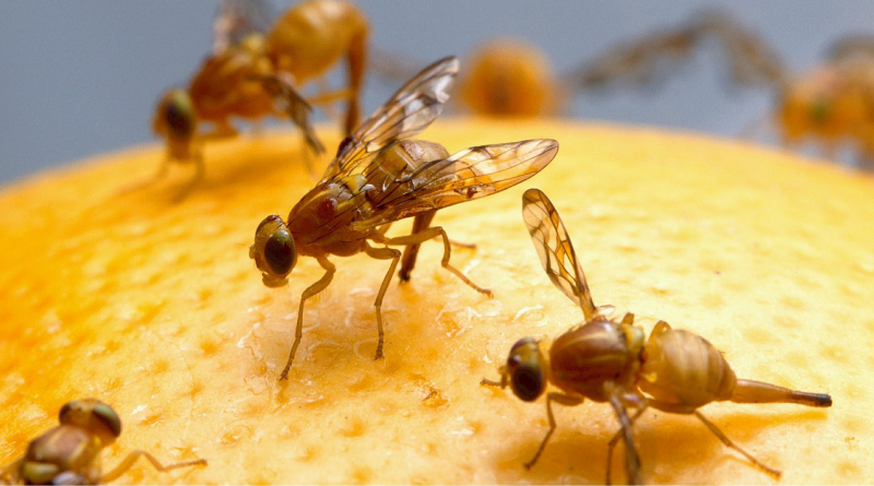 Honey Bees: Prime Models For Memory Storage and Alzheimer’s