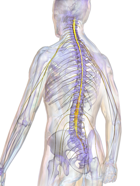 Pinpointing Possible Treatments for Spinal Cord Injuries